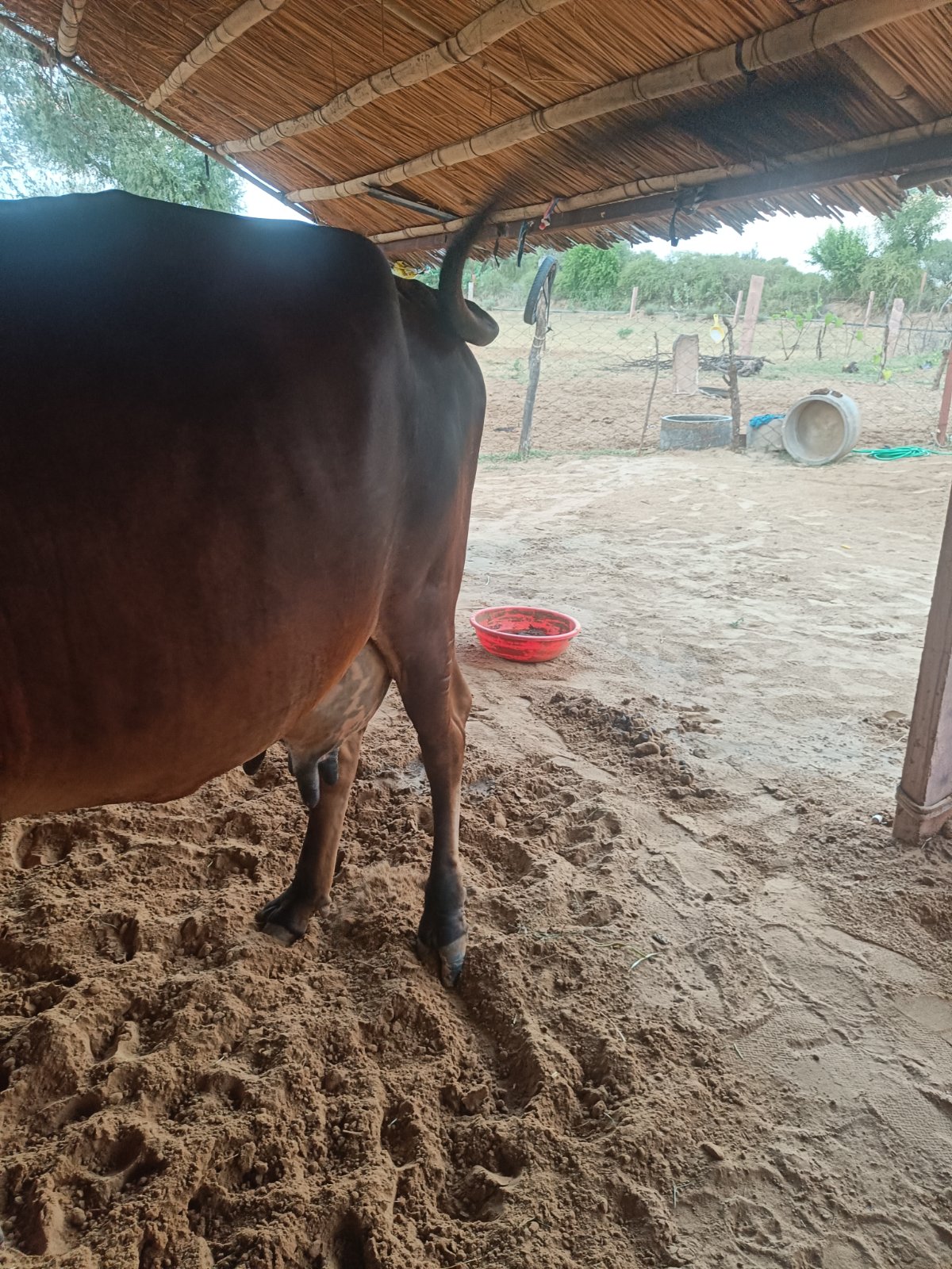 Gir cow in Nagaur, Rajasthan — for sale on Go-LX (photo 2)