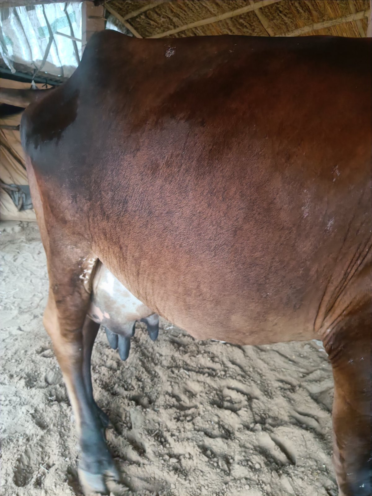 Gir cow in Nagaur, Rajasthan — for sale on Go-LX (photo 3)