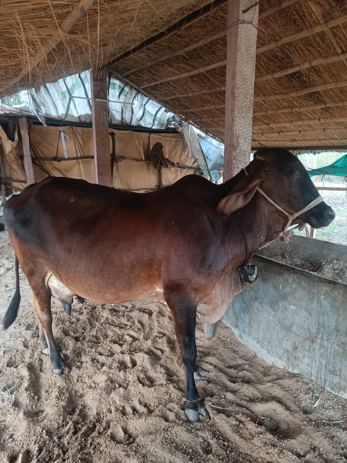 Gir cow in Nagaur, Rajasthan — for sale on Go-LX (photo 4)