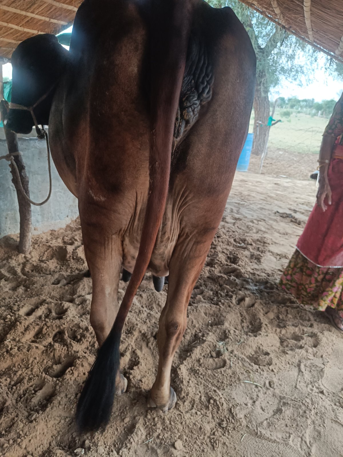 Gir cow in Nagaur, Rajasthan — for sale on Go-LX (photo 5)