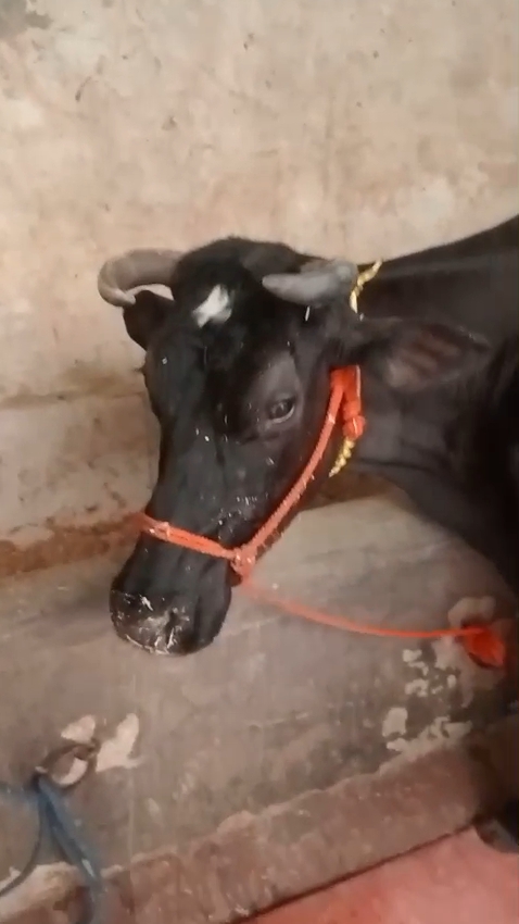 Jersey cow in Ghaziabad, Uttar Pradesh — for sale on Go-LX