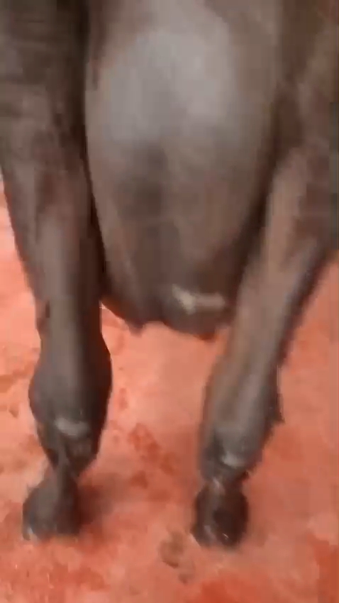 Jersey cow in Ghaziabad, Uttar Pradesh — for sale on Go-LX (photo 2)