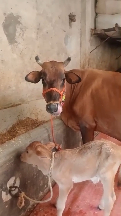 Red cow in Ghaziabad, Uttar Pradesh — for sale on Go-LX