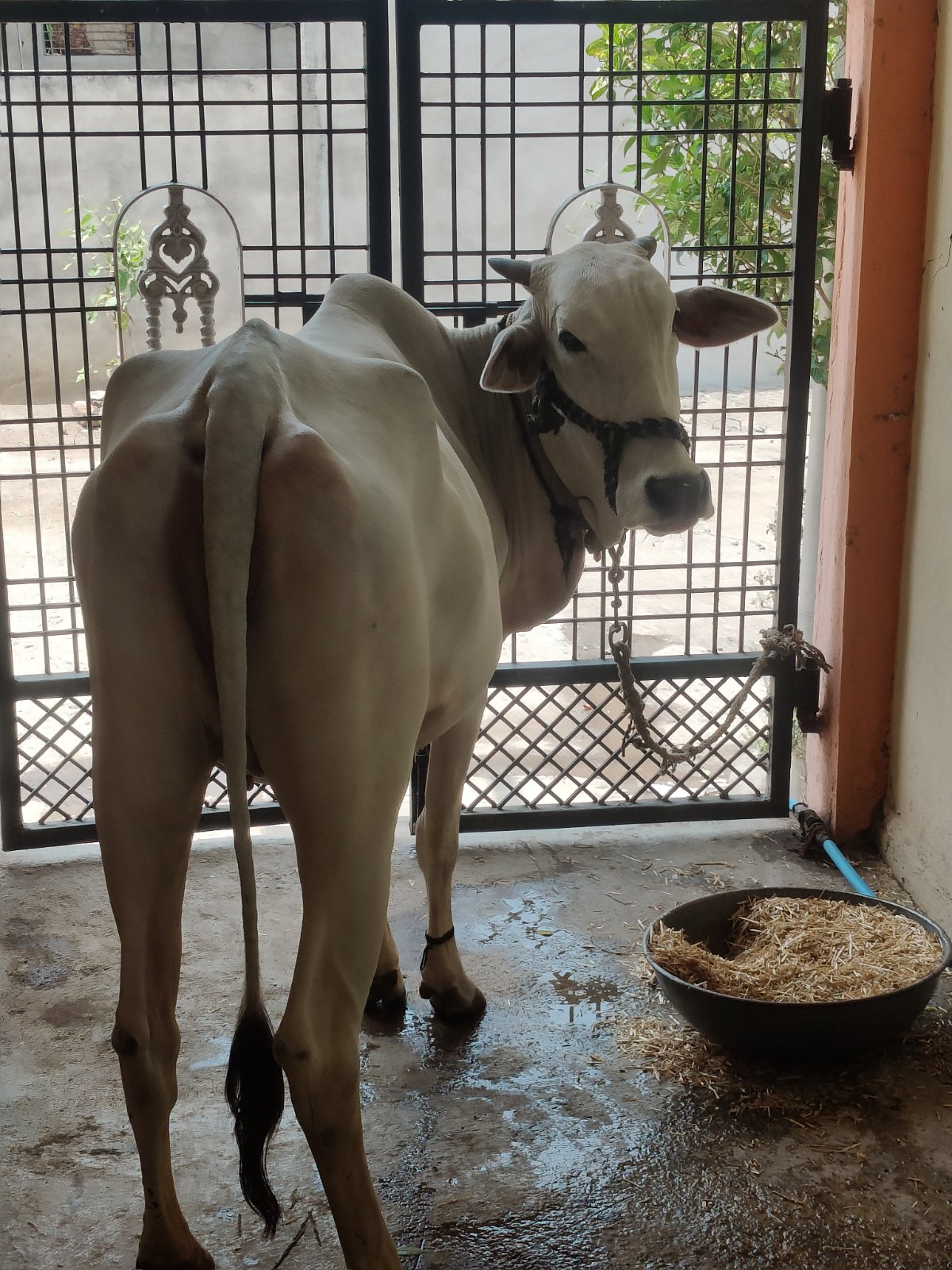 Local cow in Nagpur, Maharashtra — for sale on Go-LX