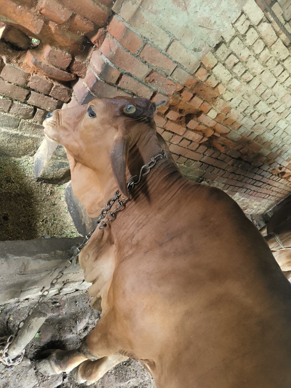 Sahiwal cow in Raebareli, Uttar Pradesh — for sale on Go-LX (photo 2)