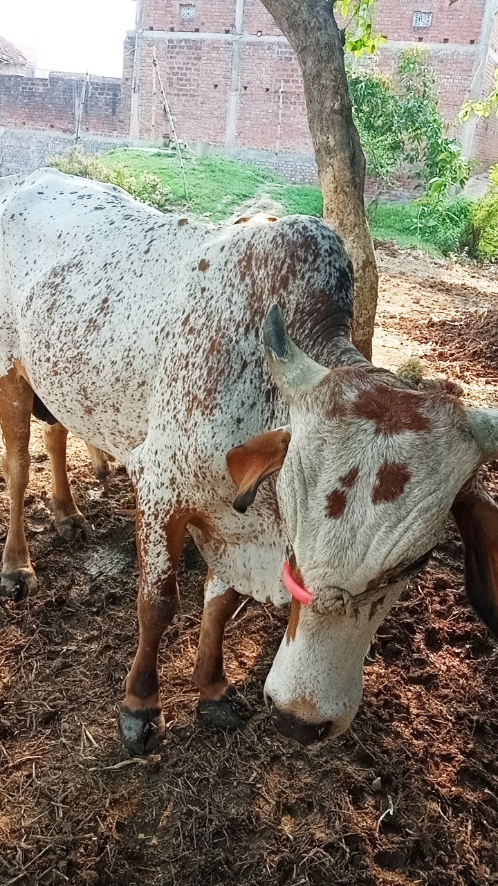 Local bull in Rohtas, Bihar — for adoption on Go-LX