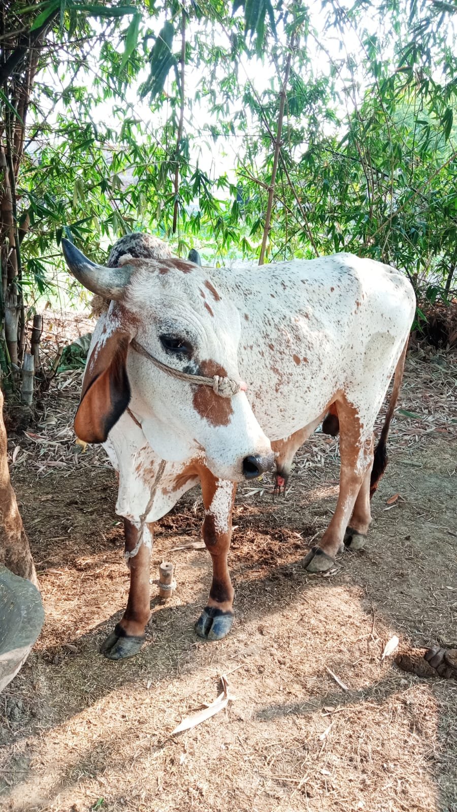 Local bull in Rohtas, Bihar — for adoption on Go-LX (photo 2)