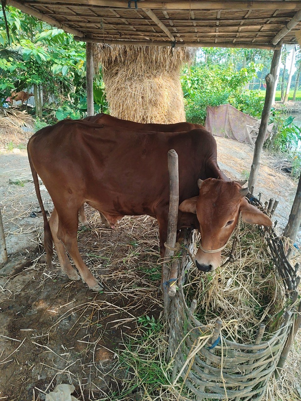 Sahiwal bull in Cooch Behar, West Bengal — for sale on Go-LX