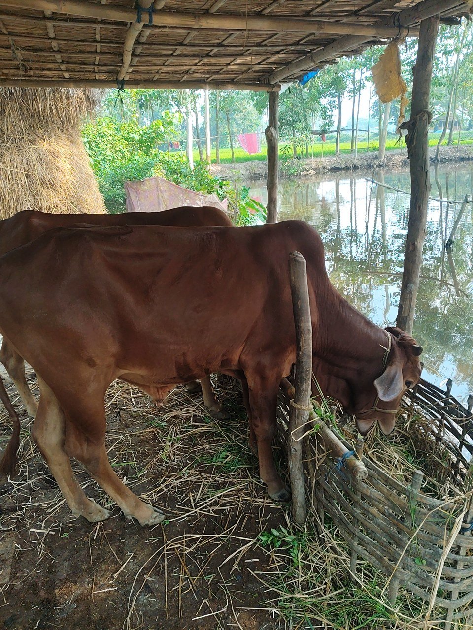 Sahiwal bull in Cooch Behar, West Bengal — for sale on Go-LX (photo 2)