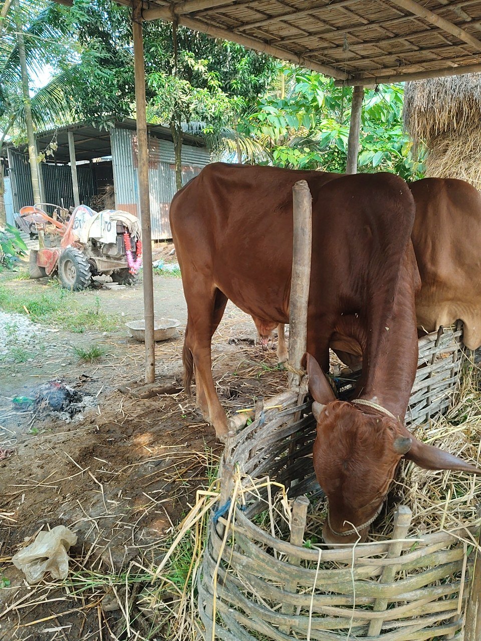 Sahiwal bull in Cooch Behar, West Bengal — for sale on Go-LX (photo 3)