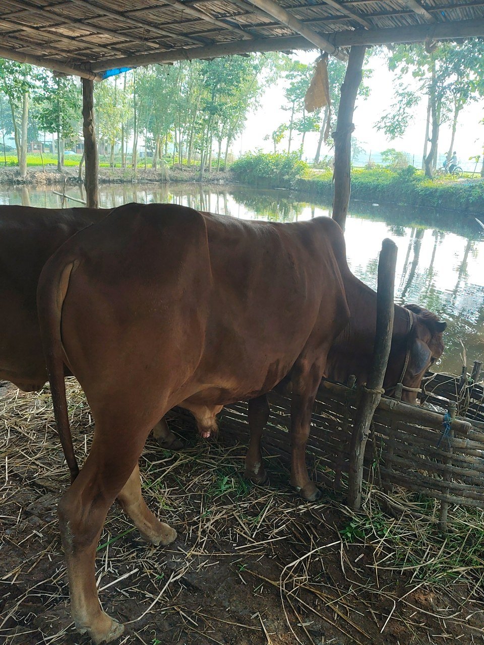 Sahiwal bull in Cooch Behar, West Bengal — for sale on Go-LX (photo 4)