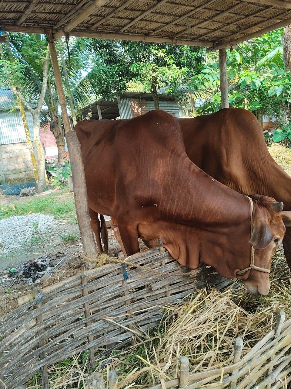 Sahiwal bull in Cooch Behar, West Bengal — for sale on Go-LX (photo 5)