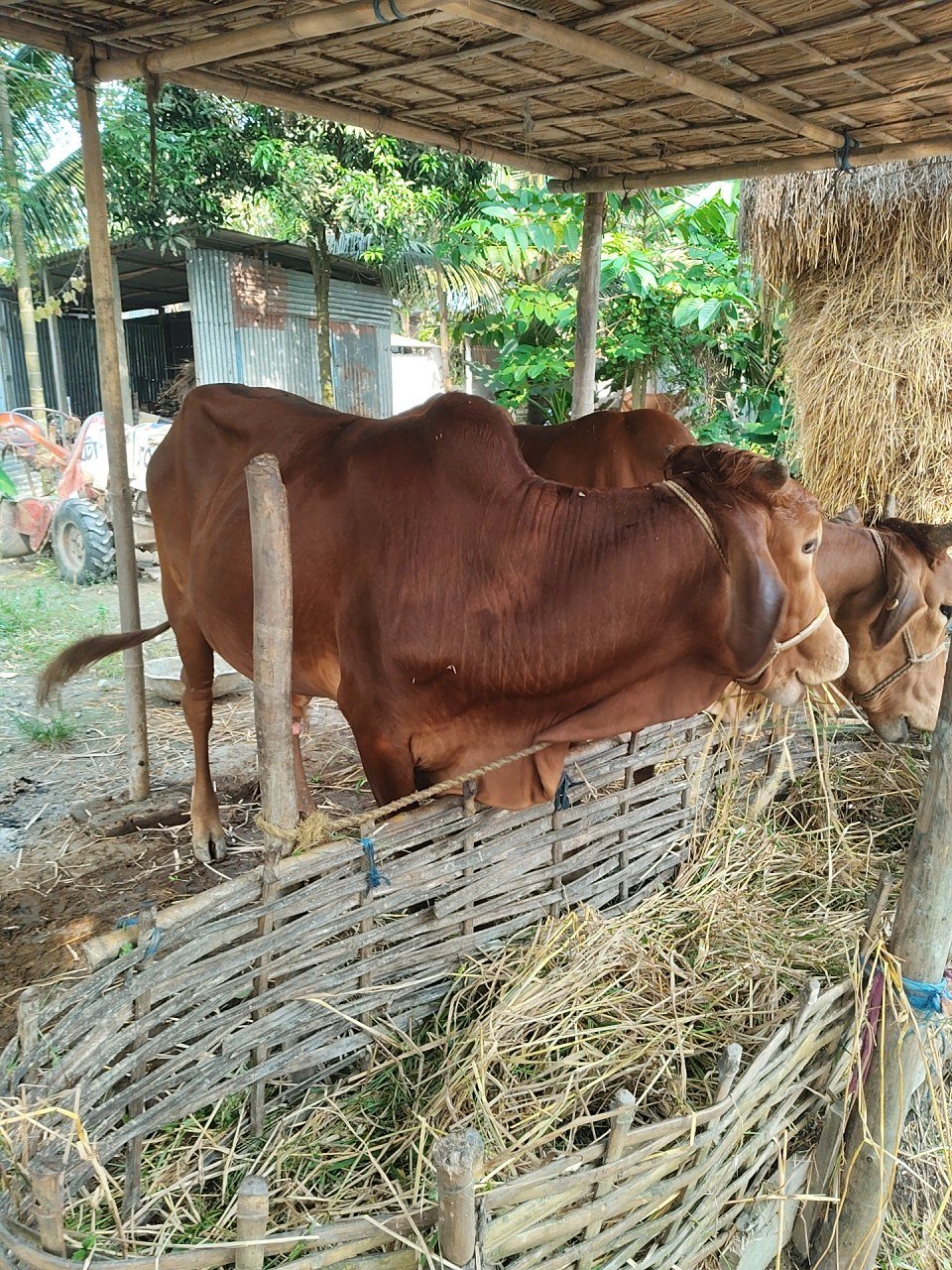 Sahiwal bull in Cooch Behar, West Bengal — for sale on Go-LX (photo 6)