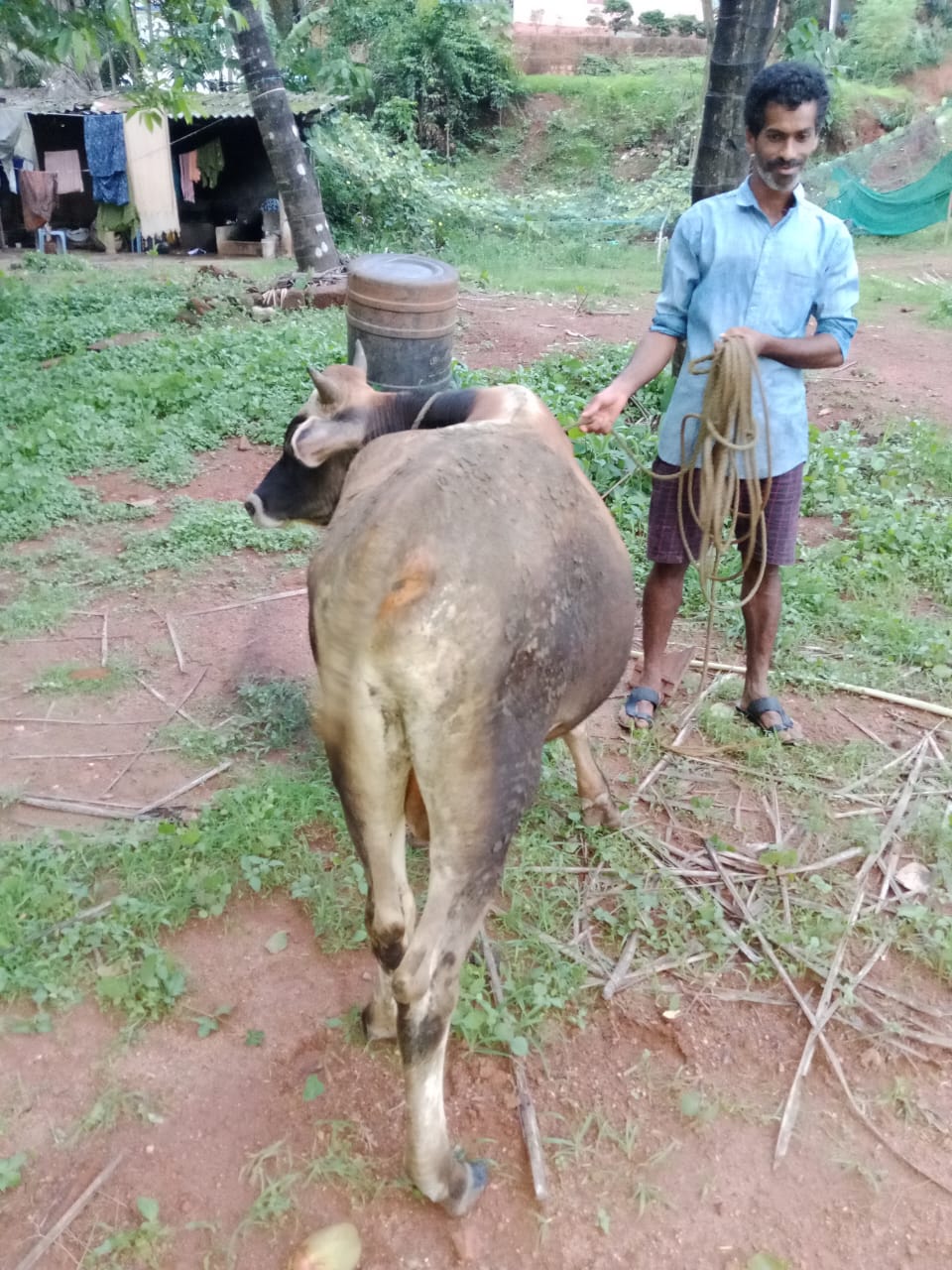 Jersey bull in Dakshina Kannada, Karnataka — for sale on Go-LX (photo 2)