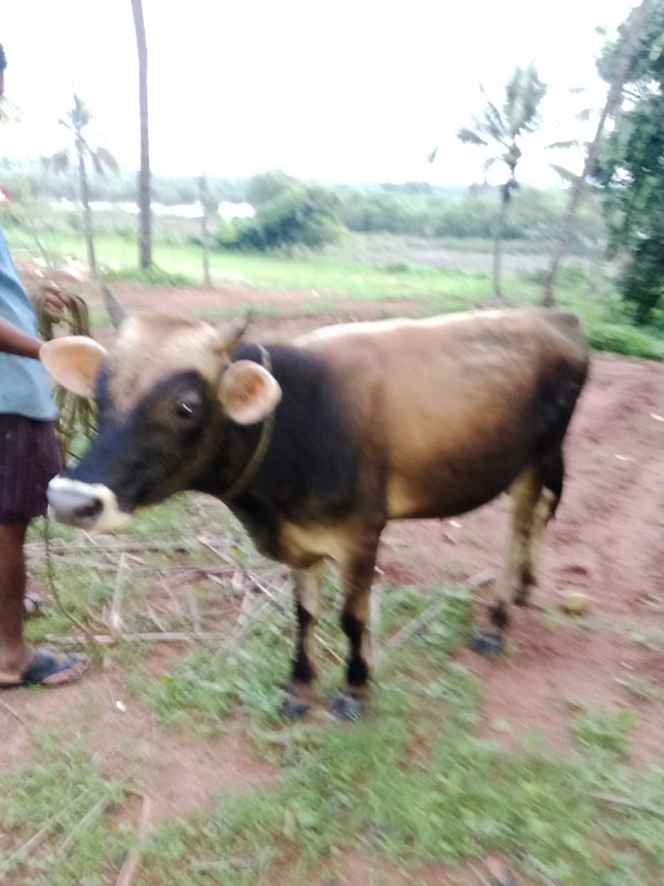 Jersey bull in Dakshina Kannada, Karnataka — for sale on Go-LX (photo 3)