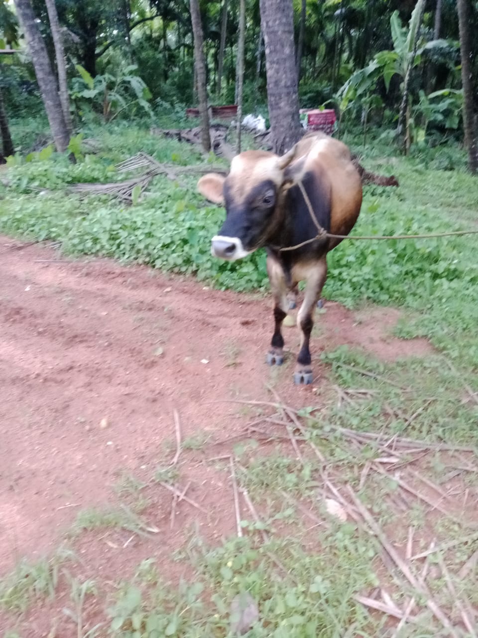 Jersey bull in Dakshina Kannada, Karnataka — for sale on Go-LX (photo 4)