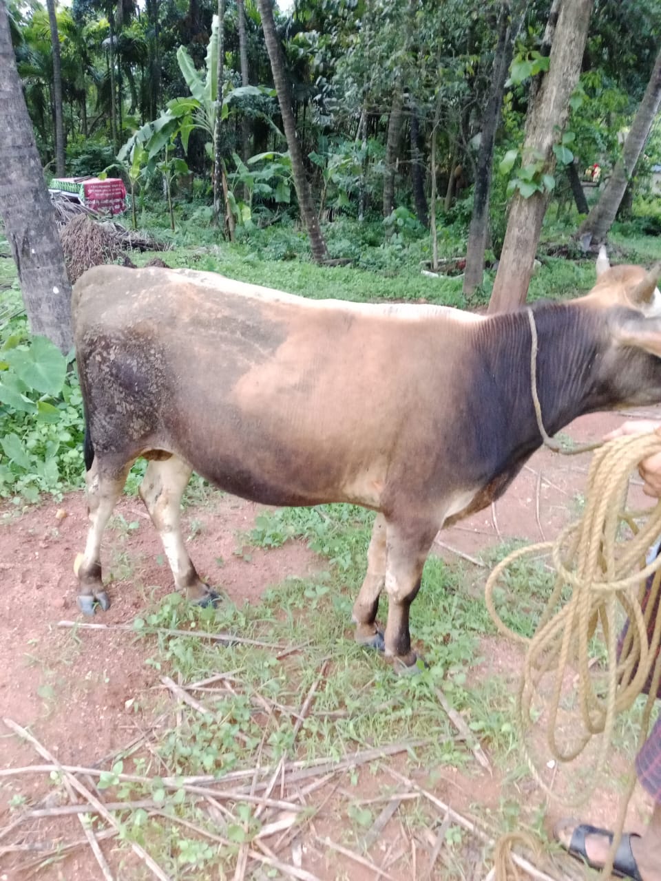 Jersey bull in Dakshina Kannada, Karnataka — for sale on Go-LX (photo 5)