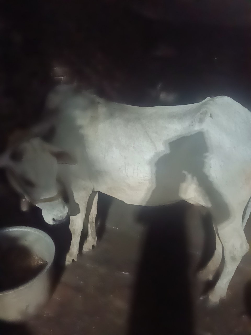 Hariana cow in Agra, Uttar Pradesh — for sale on Go-LX