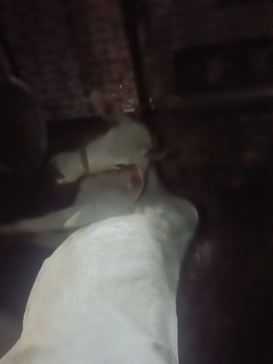 Hariana cow in Agra, Uttar Pradesh — for sale on Go-LX (photo 2)