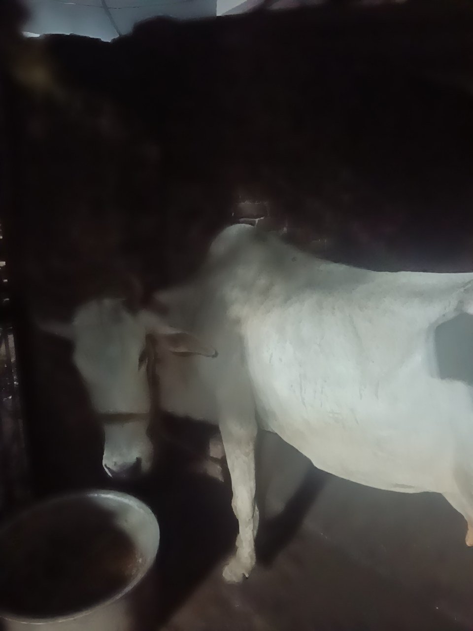 Hariana cow in Agra, Uttar Pradesh — for sale on Go-LX (photo 3)