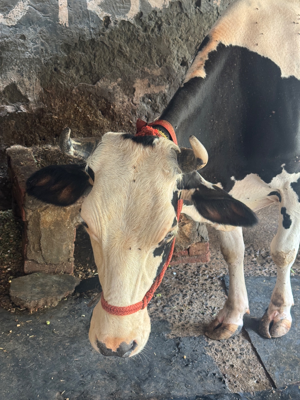 Gir cow in North East Delhi, Delhi — for sale on Go-LX (photo 2)