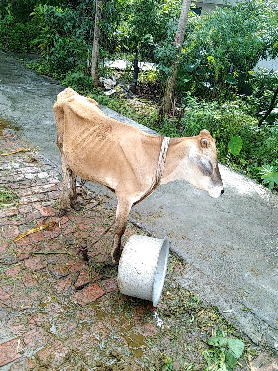 Local male calf in Dehradun, Uttarakhand — for adoption on Go-LX