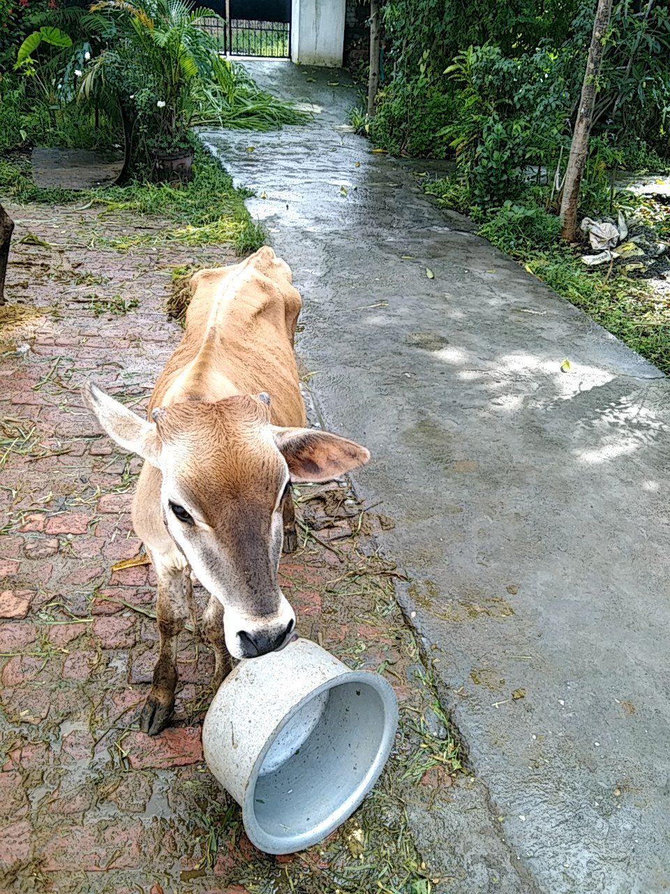 Local male calf in Dehradun, Uttarakhand — for adoption on Go-LX (photo 2)