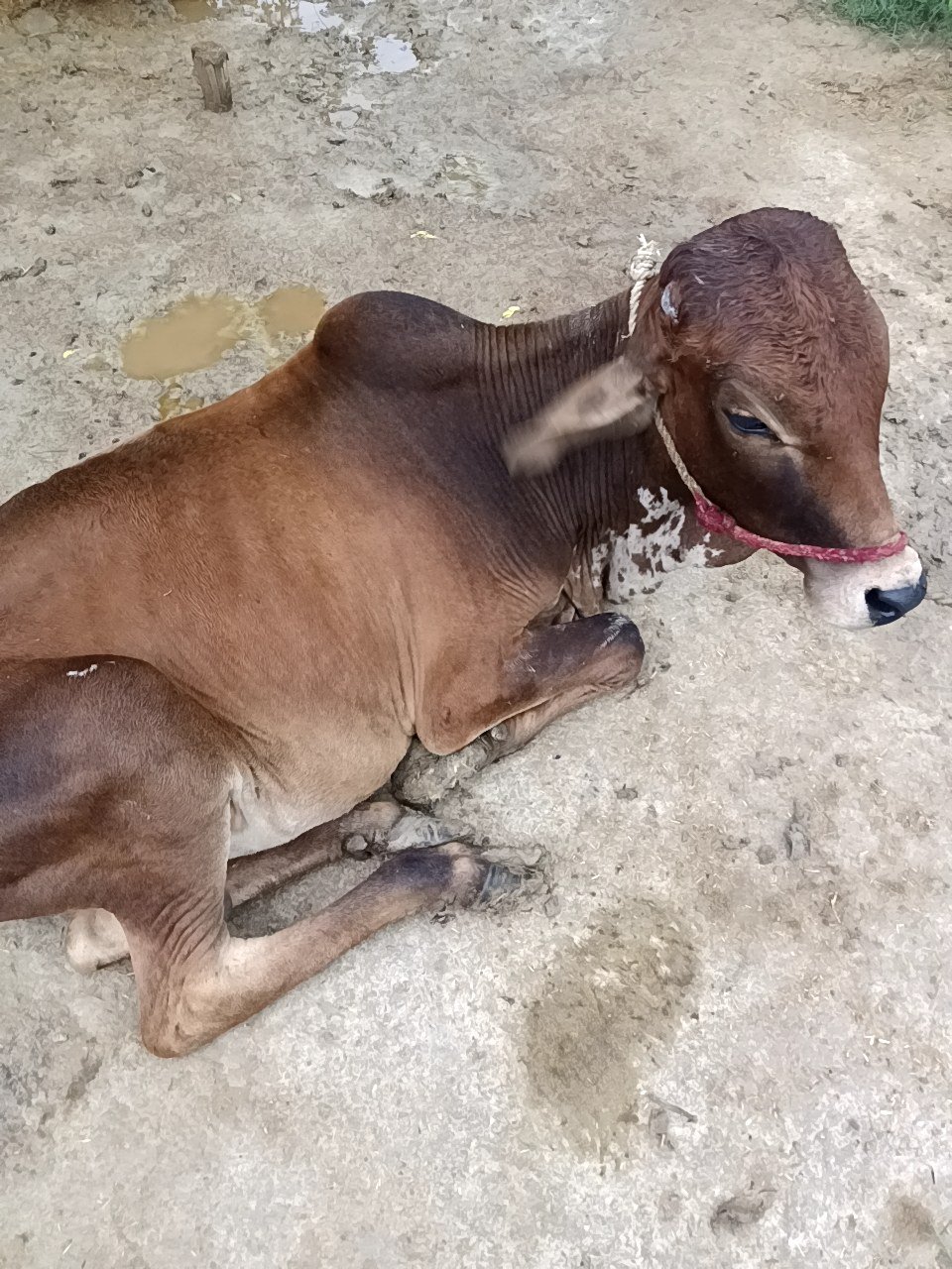 Gir bull in Pratapgarh, Uttar Pradesh — for adoption on Go-LX