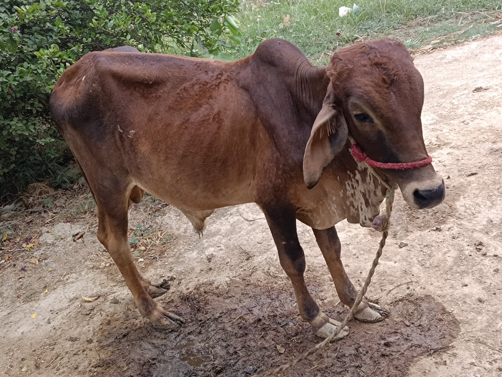 Gir bull in Pratapgarh, Uttar Pradesh — for adoption on Go-LX (photo 2)