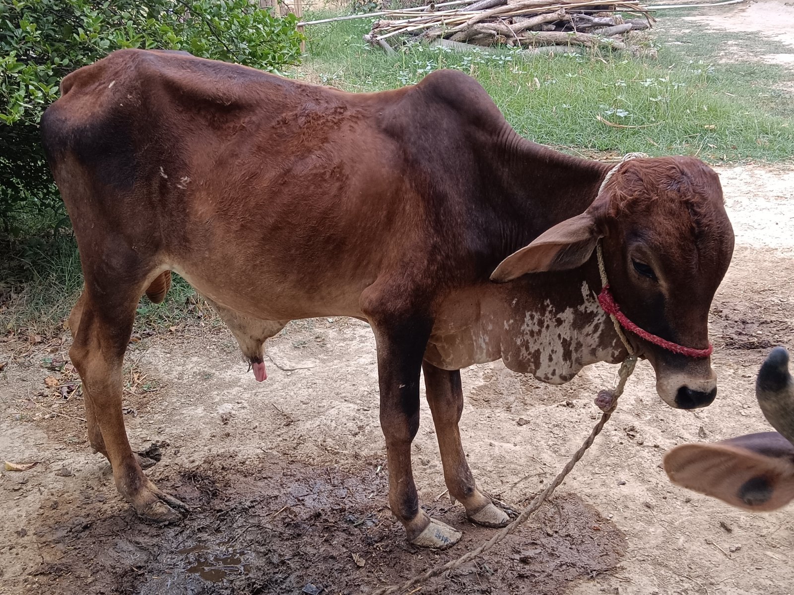 Gir bull in Pratapgarh, Uttar Pradesh — for adoption on Go-LX (photo 3)