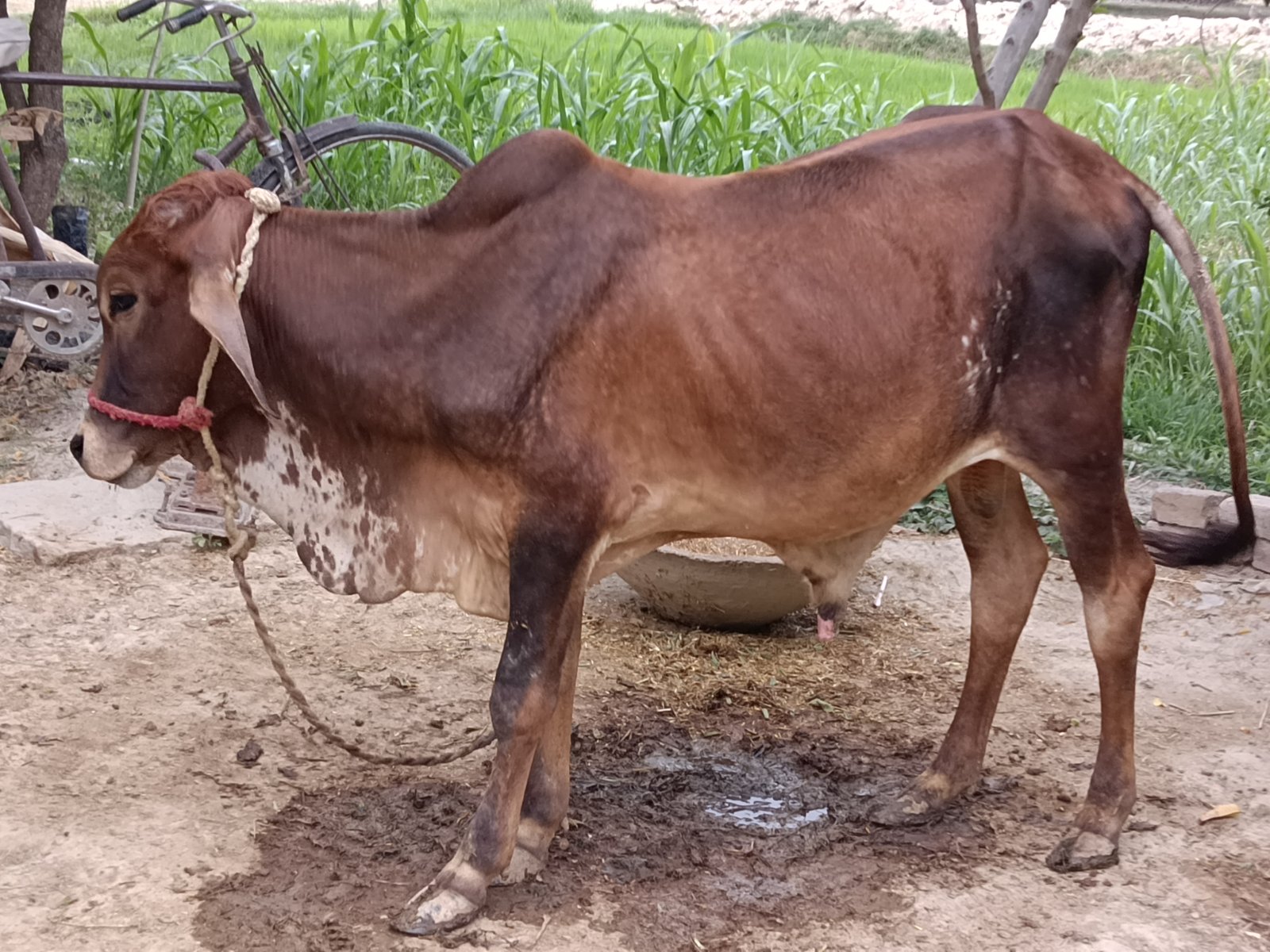 Gir bull in Pratapgarh, Uttar Pradesh — for adoption on Go-LX (photo 4)