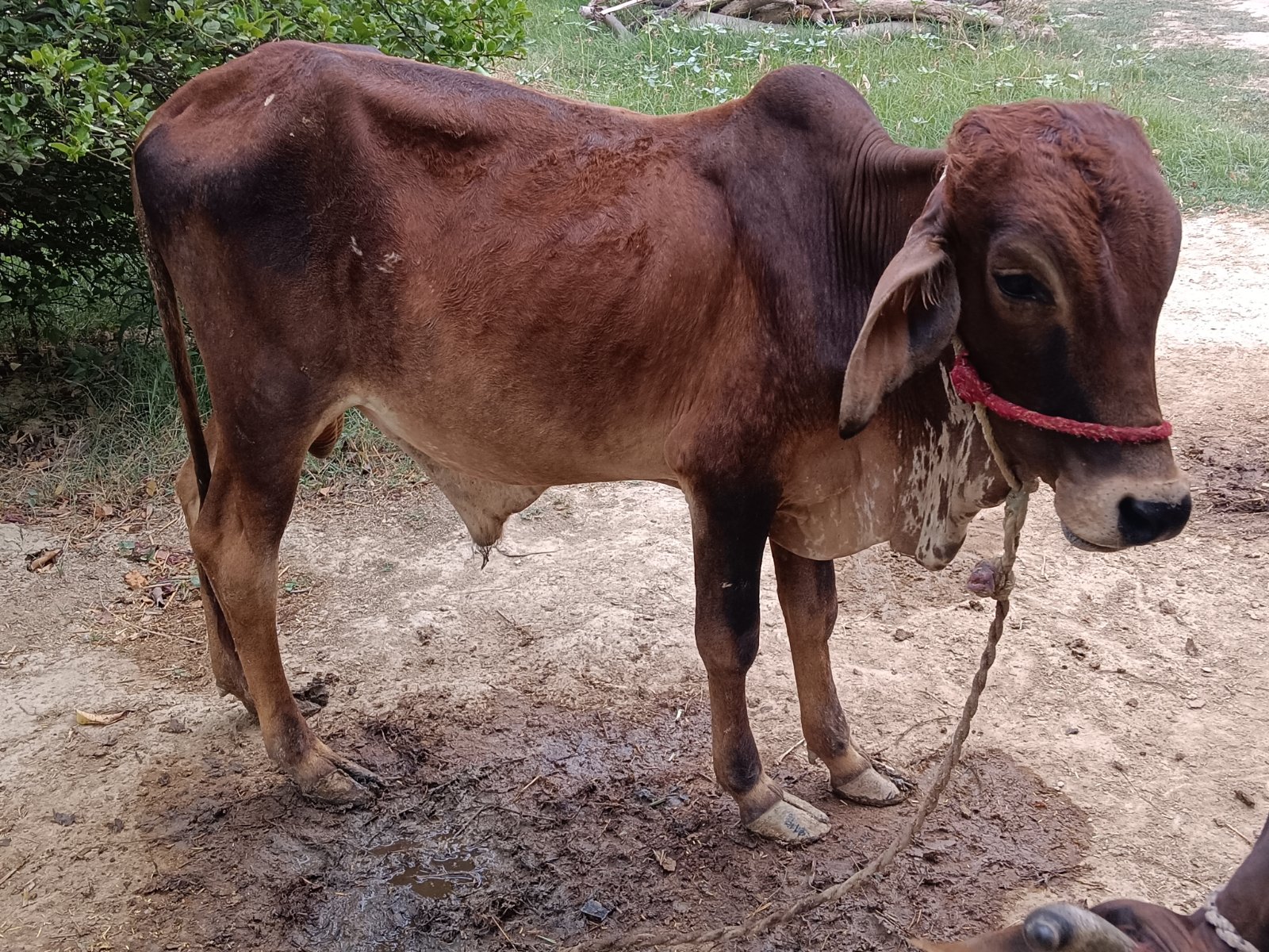Gir bull in Pratapgarh, Uttar Pradesh — for adoption on Go-LX (photo 5)