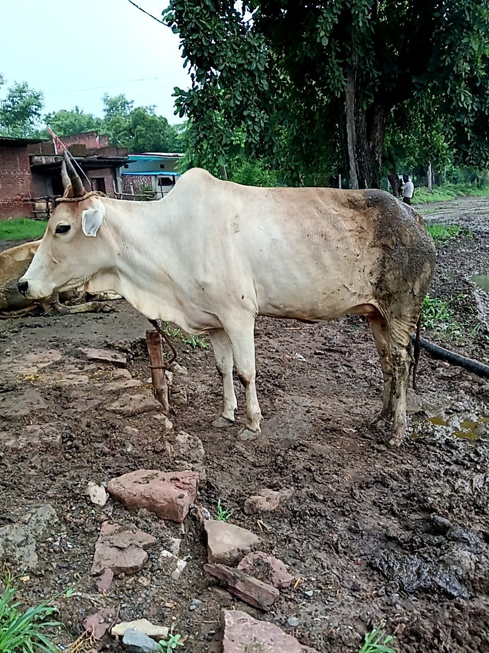 Local cow in Maihar, Madhya Pradesh — for sale on Go-LX