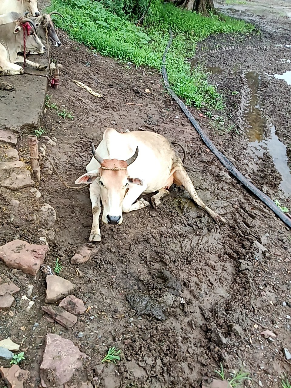 Local cow in Maihar, Madhya Pradesh — for sale on Go-LX (photo 2)