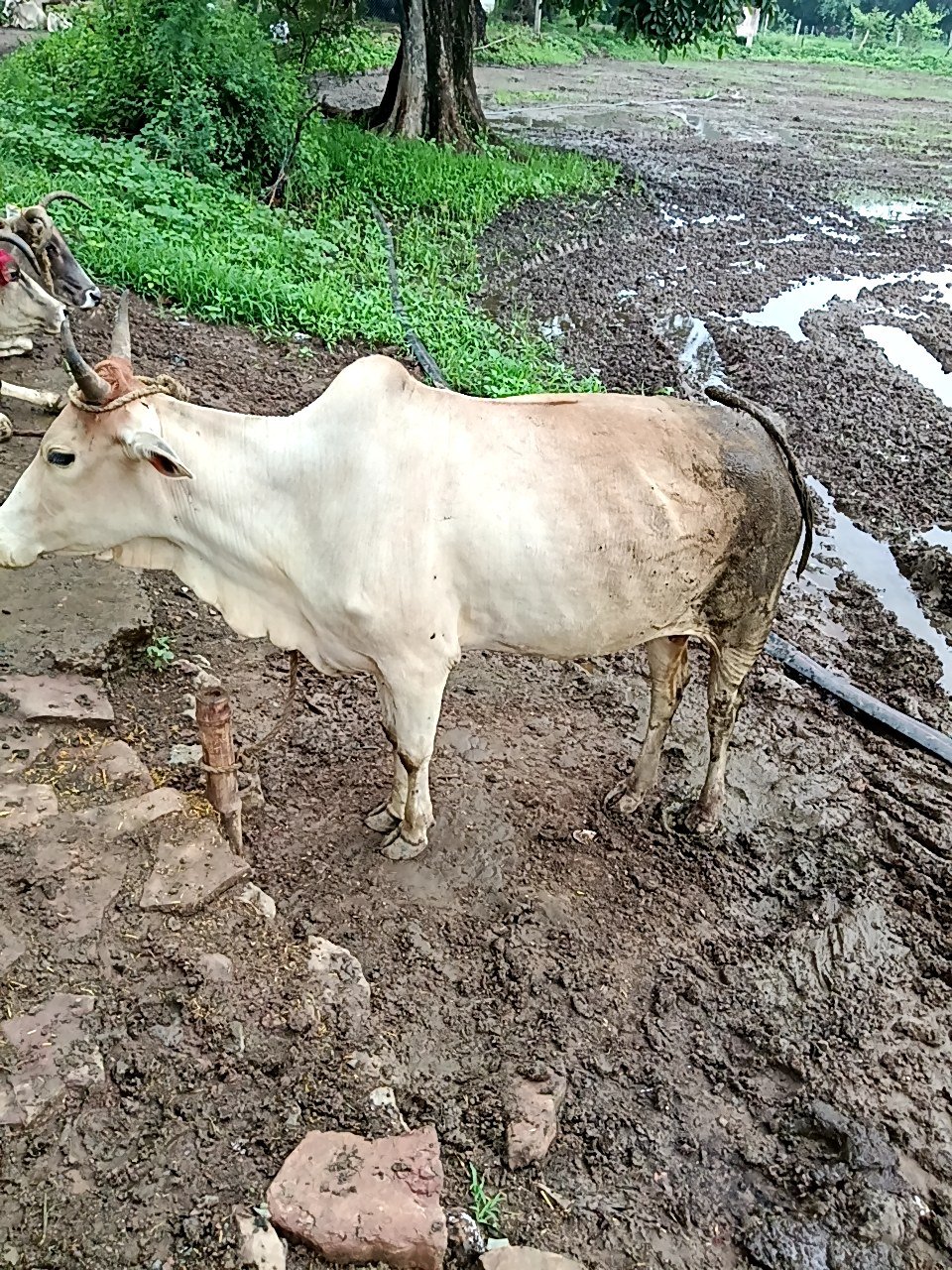 Local cow in Maihar, Madhya Pradesh — for sale on Go-LX (photo 3)