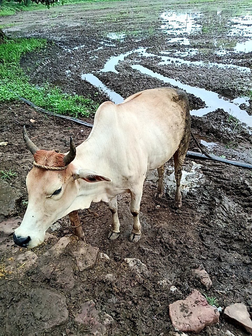 Local cow in Maihar, Madhya Pradesh — for sale on Go-LX (photo 4)