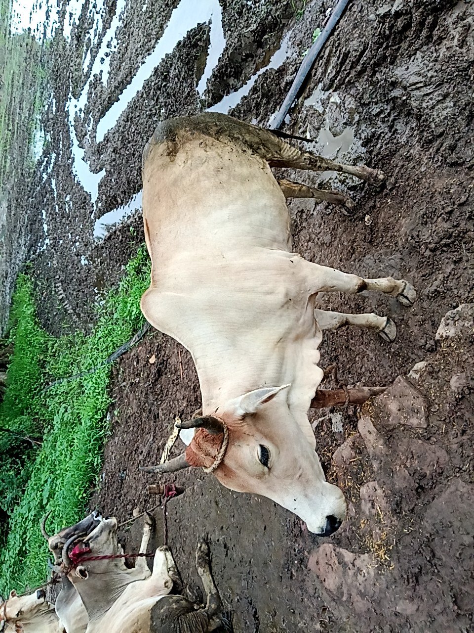 Local cow in Maihar, Madhya Pradesh — for sale on Go-LX (photo 5)