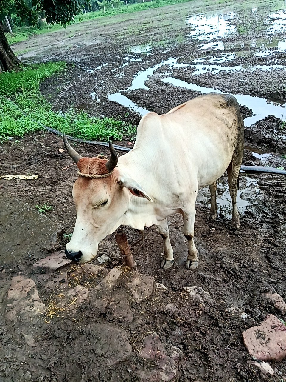 Local cow in Maihar, Madhya Pradesh — for sale on Go-LX (photo 6)