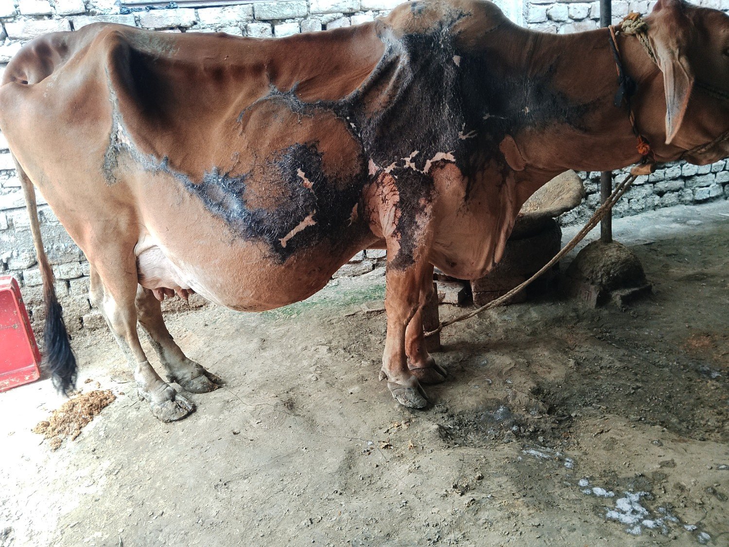 Sahiwal cow in Gopalganj, Bihar — for adoption on Go-LX