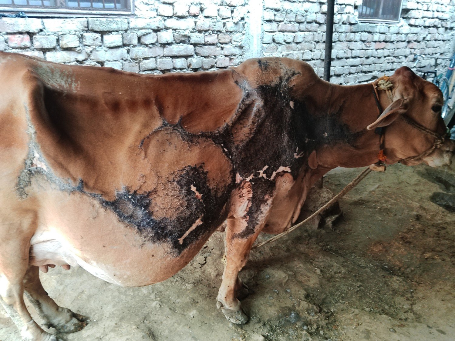 Sahiwal cow in Gopalganj, Bihar — for adoption on Go-LX (photo 2)