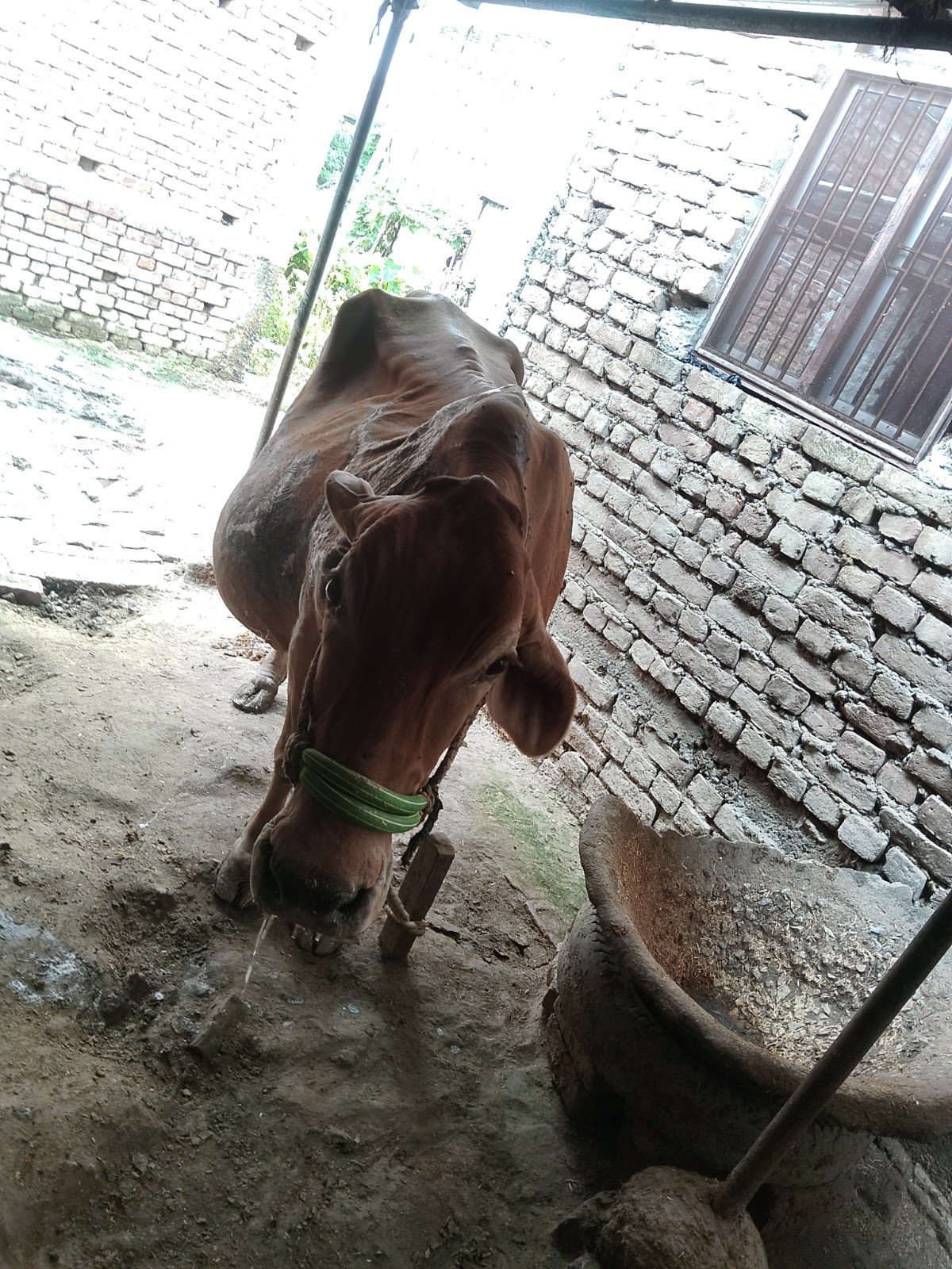 Sahiwal cow in Gopalganj, Bihar — for adoption on Go-LX (photo 4)