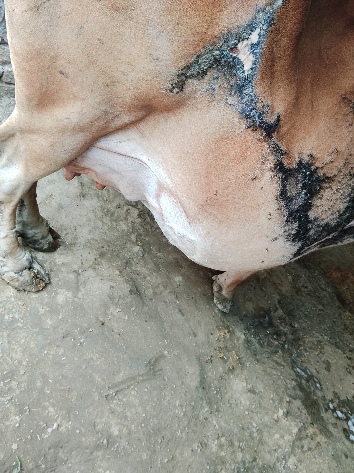 Sahiwal cow in Gopalganj, Bihar — for adoption on Go-LX (photo 3)