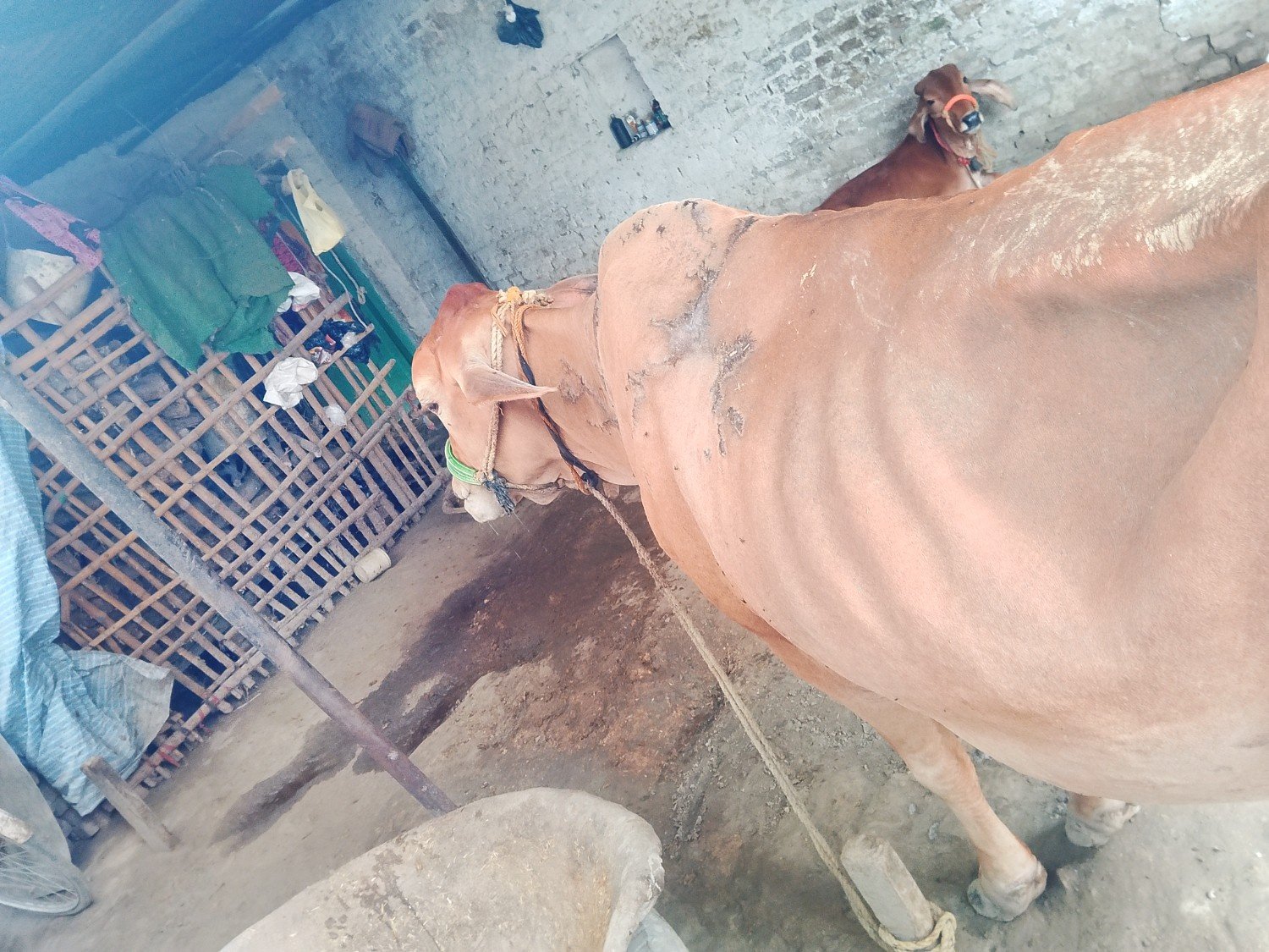 Sahiwal cow in Gopalganj, Bihar — for adoption on Go-LX (photo 5)