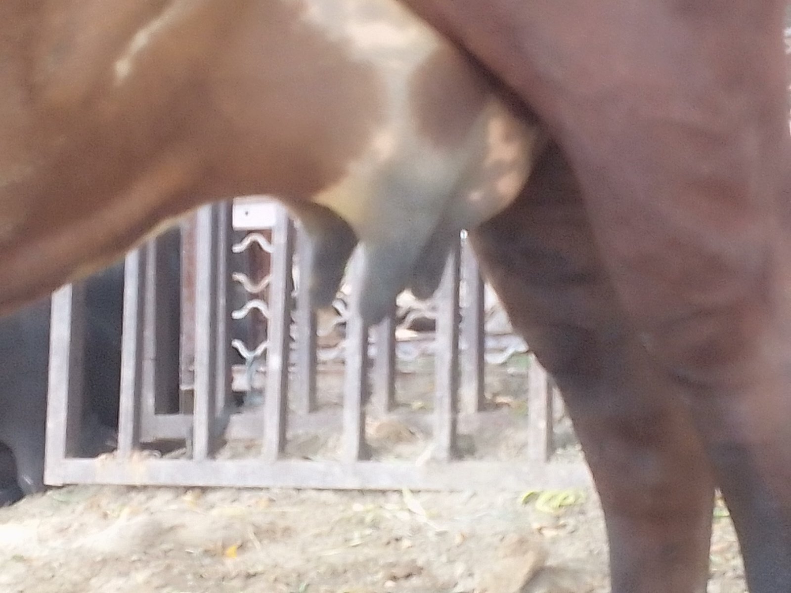 Jersey cow in Sri Ganganagar, Rajasthan — for sale on Go-LX
