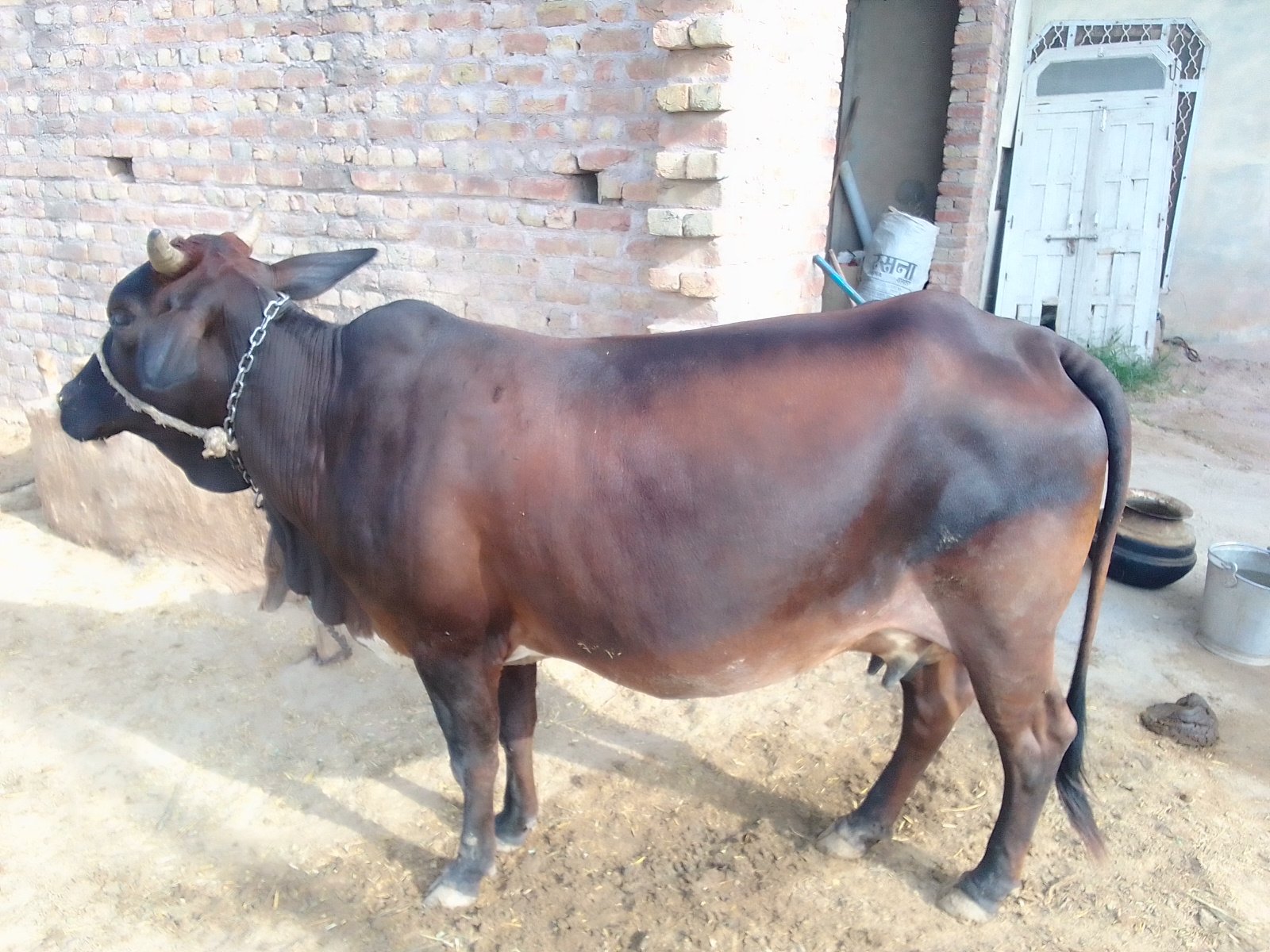 Jersey cow in Sri Ganganagar, Rajasthan — for sale on Go-LX (photo 2)