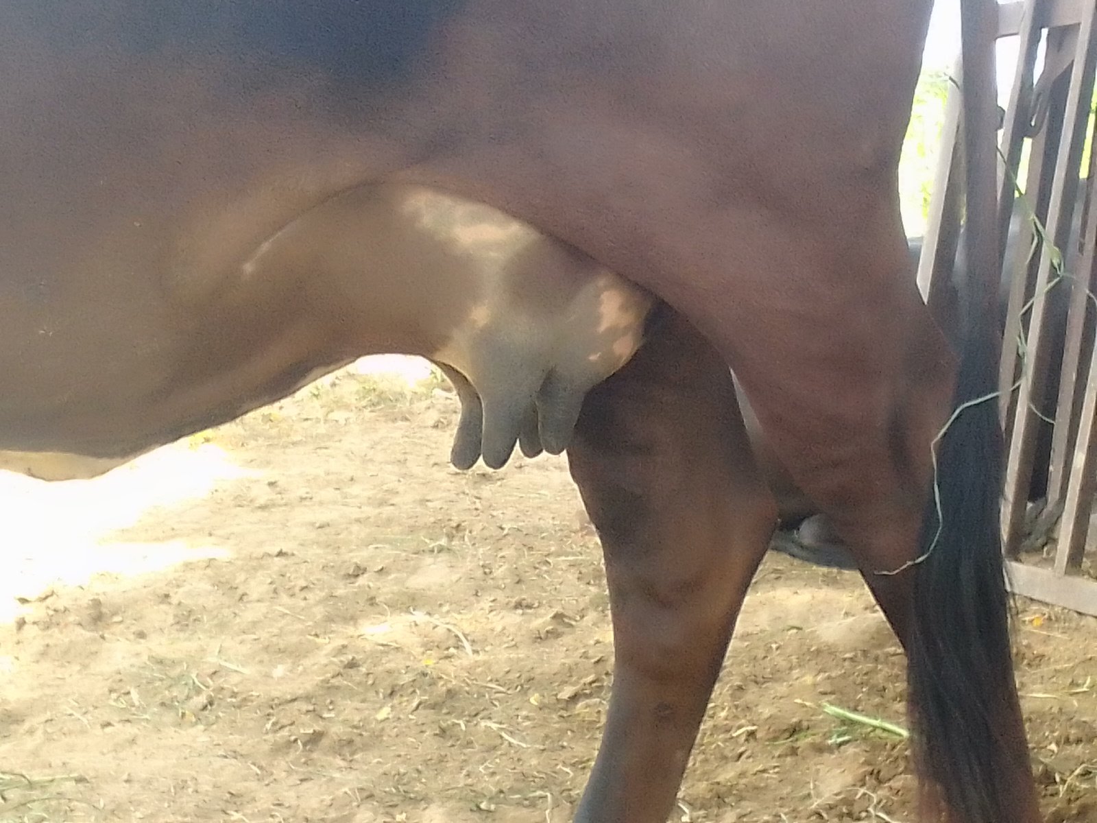 Jersey cow in Sri Ganganagar, Rajasthan — for sale on Go-LX (photo 3)