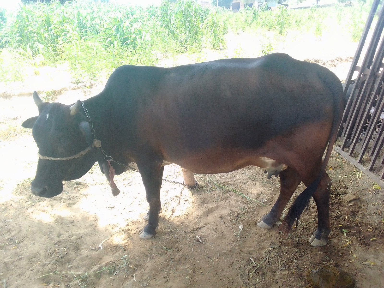 Jersey cow in Sri Ganganagar, Rajasthan — for sale on Go-LX (photo 5)