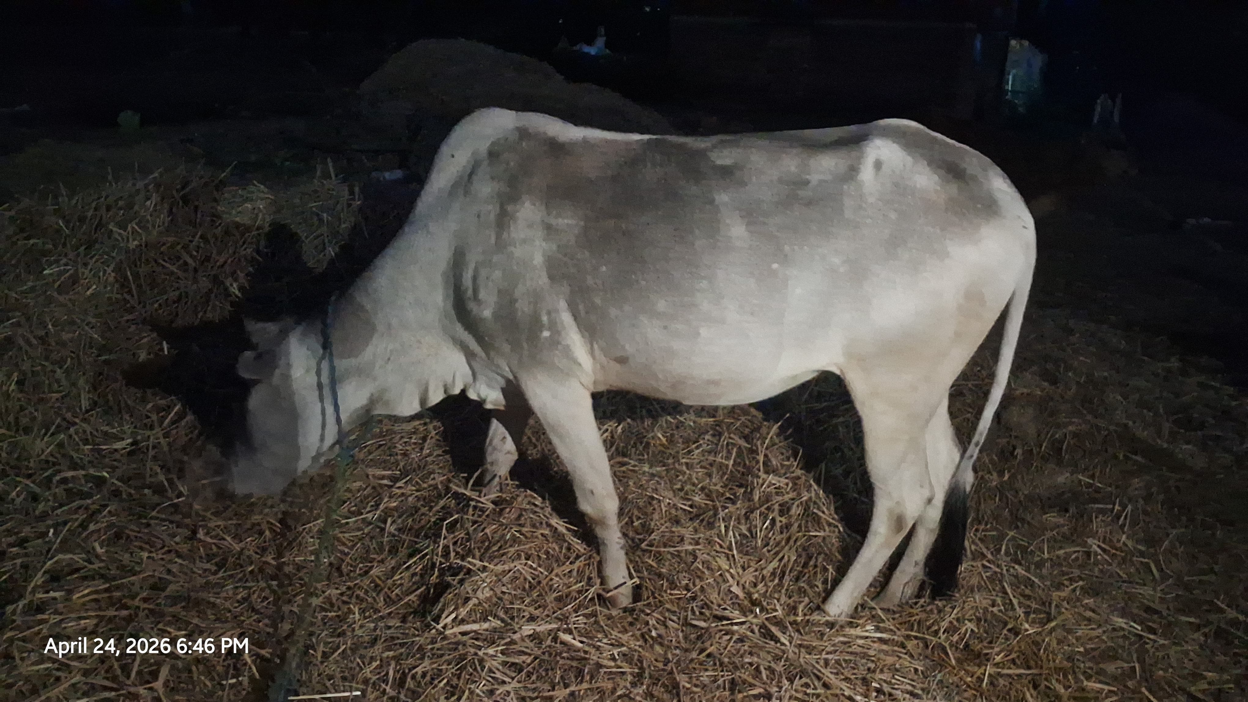 Hariana heifer in Ranchi, Jharkhand — for sale on Go-LX (photo 2)