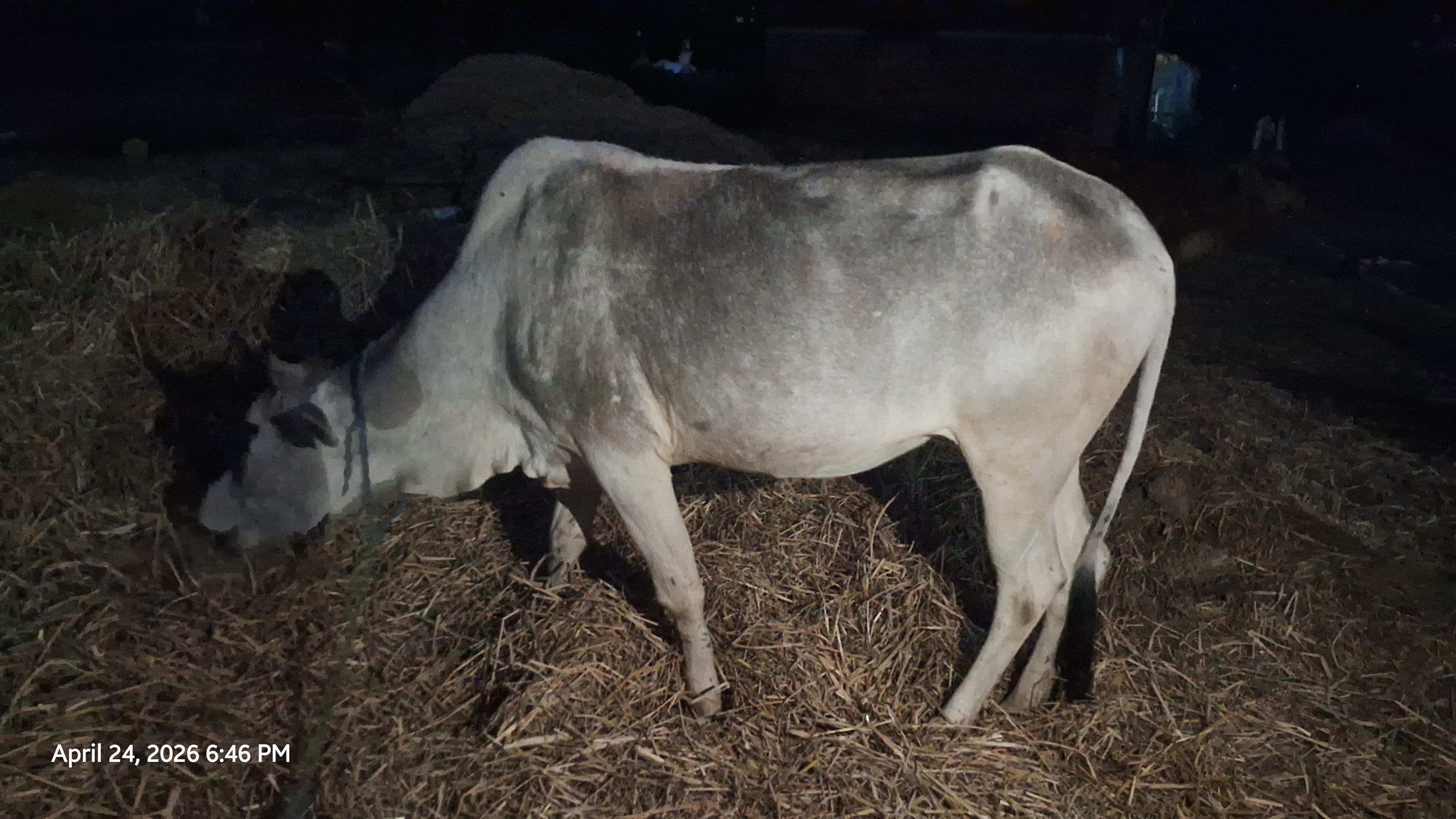 Hariana heifer in Ranchi, Jharkhand — for sale on Go-LX (photo 4)