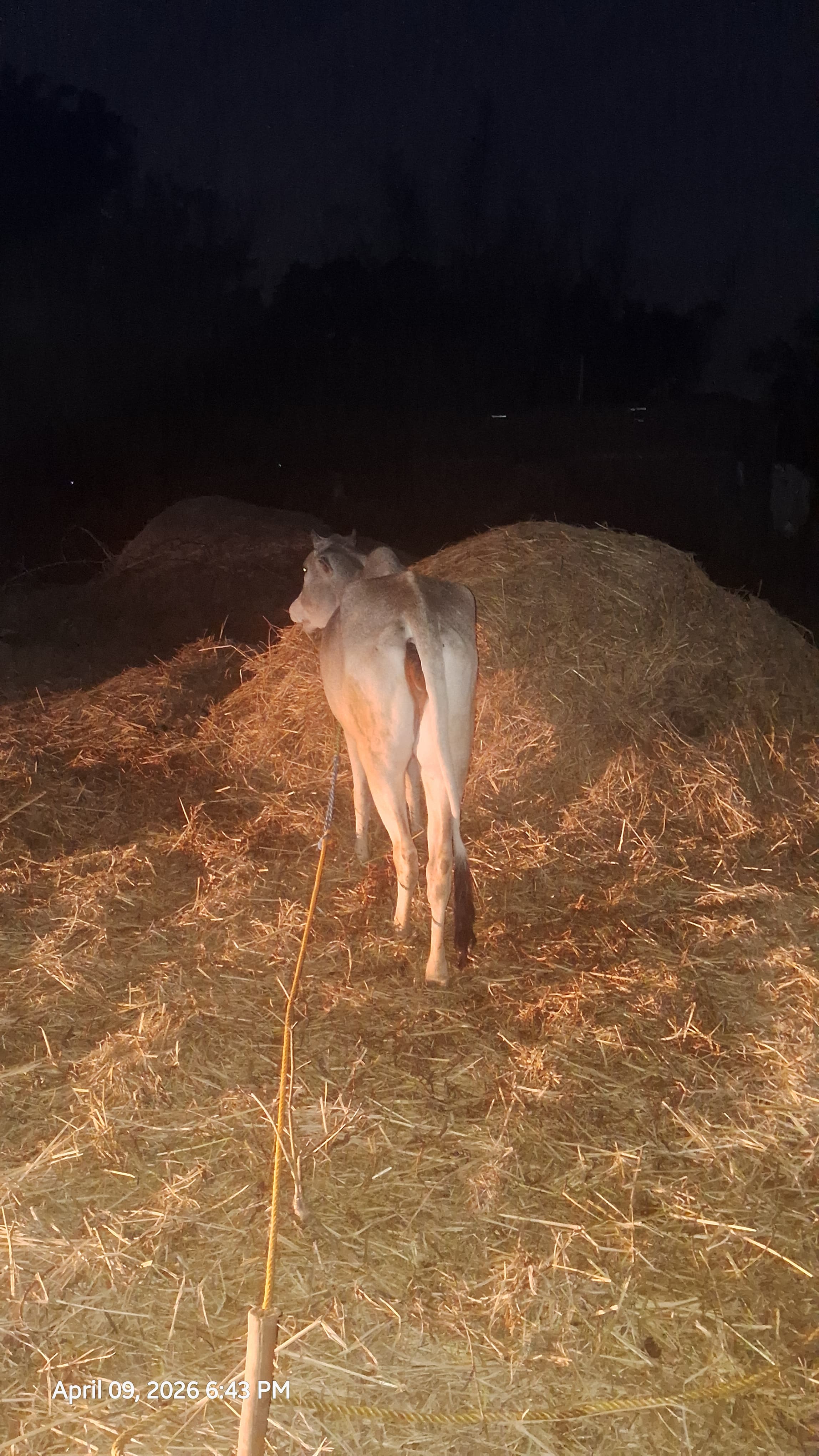 Hariana heifer in Ranchi, Jharkhand — for sale on Go-LX (photo 3)